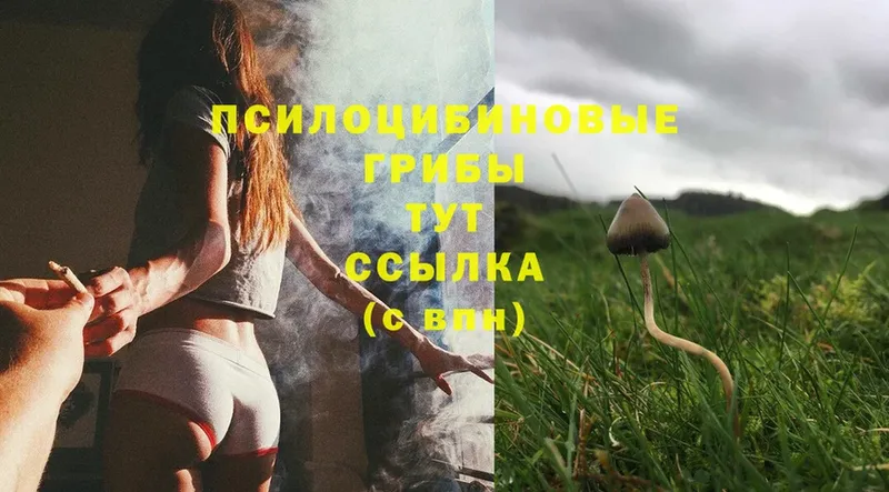 Галлюциногенные грибы Psilocybe  Лыткарино 